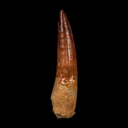 XL 3.5" Spinosaurus Fossil Tooth 100 Million Years Old Cretaceous Dinosaur COA