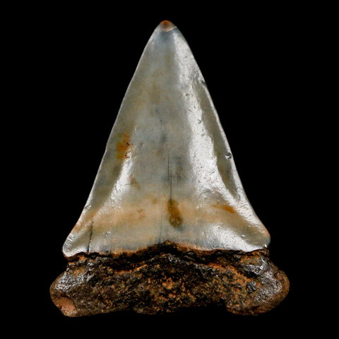 1.8" Quality Hastalis Mako Tooth Serrated Fossil Natural Miocene Age COA