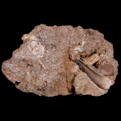 1.6" Plesiosaur Zarafasaura Tooth Fossil In Matrix Cretaceous Dinosaur Era COA - Fossil Age Minerals