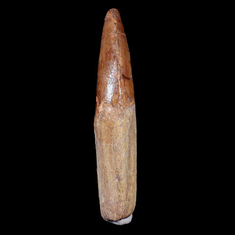 XL 3.6" Carcharodontosaurus Fossil Tooth Cretaceous Theropod Dinosaur COA, Stand - Fossil Age Minerals