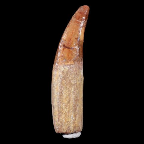 XL 3.6" Carcharodontosaurus Fossil Tooth Cretaceous Theropod Dinosaur COA, Stand - Fossil Age Minerals