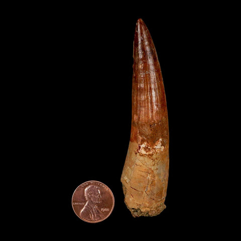 XL 3.5" Spinosaurus Fossil Tooth 100 Million Years Old Cretaceous Dinosaur COA - Fossil Age Minerals