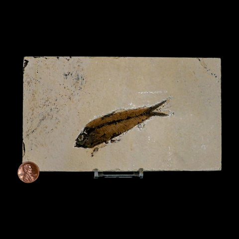 XL 3.5" Knightia Eocaena Fossil Fish Green River FM WY Eocene Age COA & Stand - Fossil Age Minerals