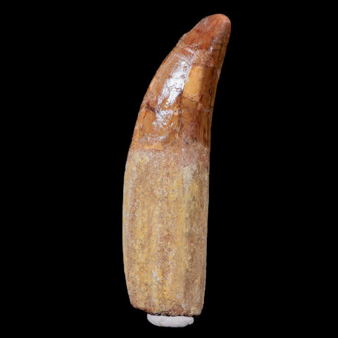 XL 3.6" Carcharodontosaurus Fossil Tooth Cretaceous Theropod Dinosaur COA, Stand - Fossil Age Minerals