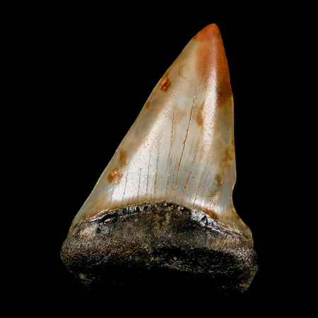 2.2" Quality Hastalis Mako Tooth Serrated Fossil Natural Miocene Age COA