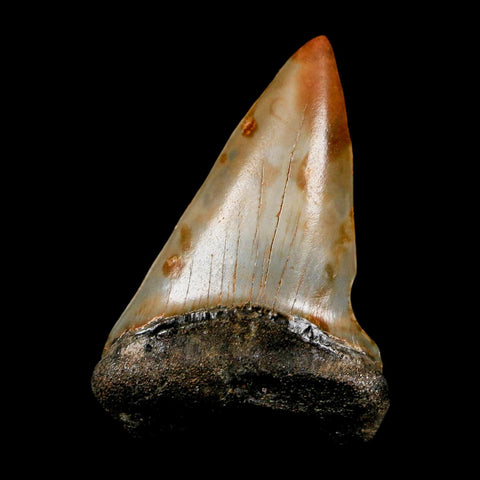 2.2" Quality Hastalis Mako Tooth Serrated Fossil Natural Miocene Age COA