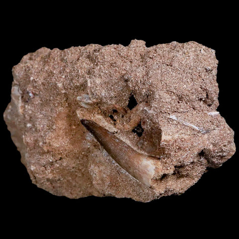 1.6" Plesiosaur Zarafasaura Tooth Fossil In Matrix Cretaceous Dinosaur Era COA - Fossil Age Minerals