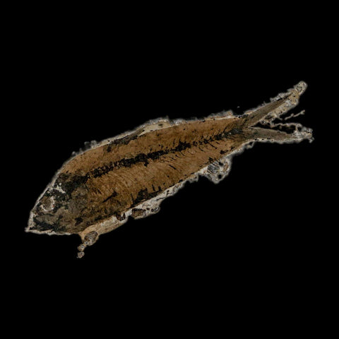 XL 3.5" Knightia Eocaena Fossil Fish Green River FM WY Eocene Age COA & Stand - Fossil Age Minerals