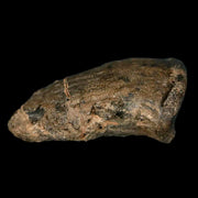 1.5" Rare Ankylosaurus Fossil Ungal Bone Judith River FM Cretaceous Dinosaur MT COA