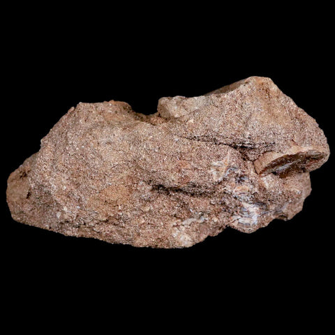 1.6" Plesiosaur Zarafasaura Tooth Fossil In Matrix Cretaceous Dinosaur Era COA - Fossil Age Minerals