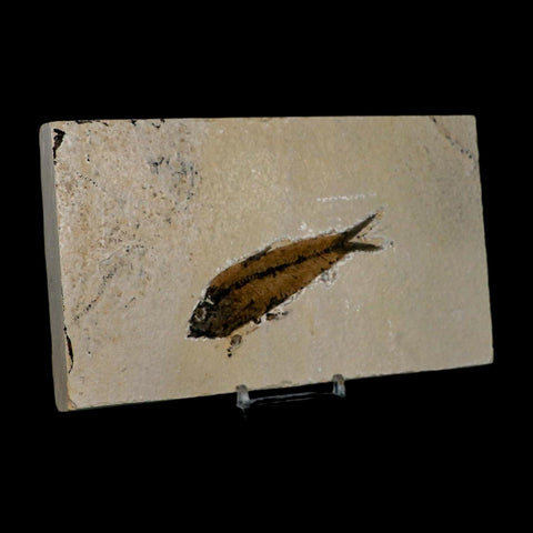 XL 3.5" Knightia Eocaena Fossil Fish Green River FM WY Eocene Age COA & Stand - Fossil Age Minerals