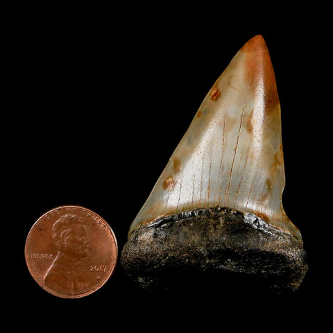 2.2" Quality Hastalis Mako Tooth Serrated Fossil Natural Miocene Age COA
