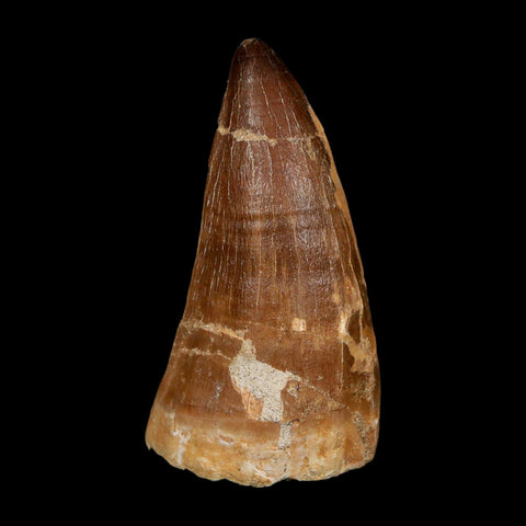 XXL 2.6" Mosasaur Prognathodon Fossil Tooth Cretaceous Dinosaur Era COA, Stand - Fossil Age Minerals