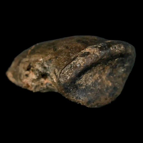 1.5" Rare Ankylosaurus Fossil Ungal Bone Judith River FM Cretaceous Dinosaur MT COA - Fossil Age Minerals
