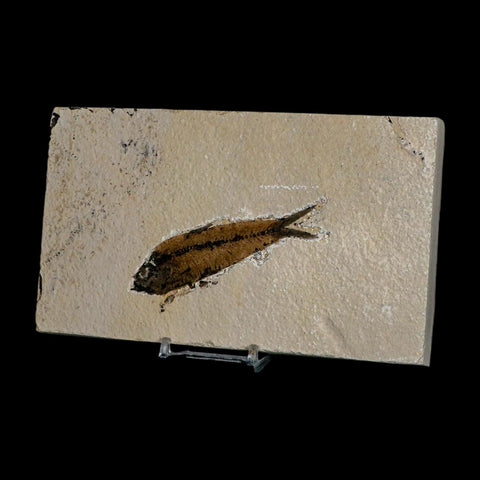 XL 3.5" Knightia Eocaena Fossil Fish Green River FM WY Eocene Age COA & Stand - Fossil Age Minerals