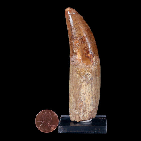 XL 3.6" Carcharodontosaurus Fossil Tooth Cretaceous Theropod Dinosaur COA, Stand - Fossil Age Minerals