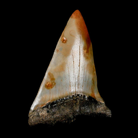 2.2" Quality Hastalis Mako Tooth Serrated Fossil Natural Miocene Age COA