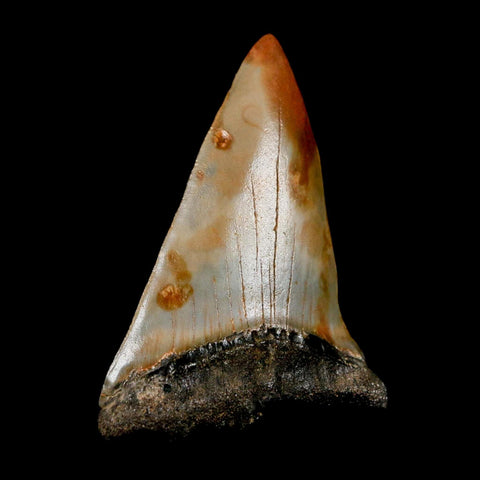 2.2" Quality Hastalis Mako Tooth Serrated Fossil Natural Miocene Age COA