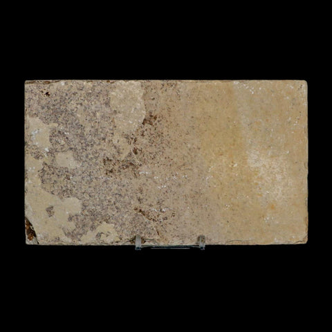 XL 3.5" Knightia Eocaena Fossil Fish Green River FM WY Eocene Age COA & Stand - Fossil Age Minerals