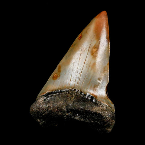2.2" Quality Hastalis Mako Tooth Serrated Fossil Natural Miocene Age COA