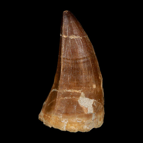 XXL 2.6" Mosasaur Prognathodon Fossil Tooth Cretaceous Dinosaur Era COA, Stand - Fossil Age Minerals