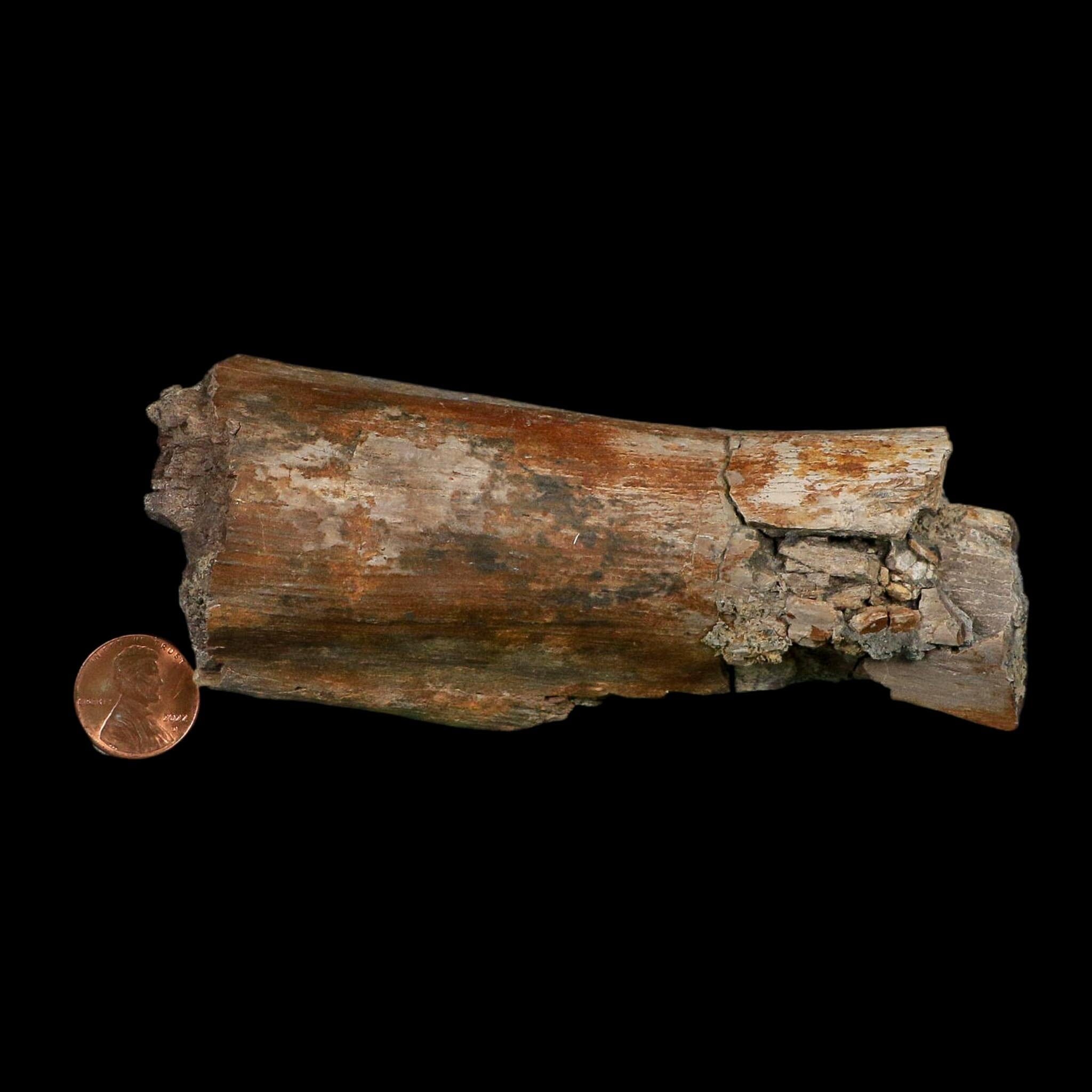 5.3" Corythosaurus Fossil Limb Bone Judith River FM Cretaceous Dinosaur Montana COA