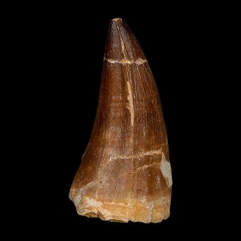 XXL 2.6" Mosasaur Prognathodon Fossil Tooth Cretaceous Dinosaur Era COA, Stand - Fossil Age Minerals