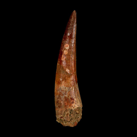 XL 3.5" Spinosaurus Fossil Tooth 100 Million Years Old Cretaceous Dinosaur COA - Fossil Age Minerals