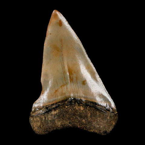 2.2" Quality Hastalis Mako Tooth Serrated Fossil Natural Miocene Age COA