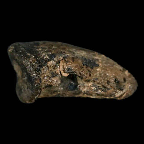 1.5" Rare Ankylosaurus Fossil Ungal Bone Judith River FM Cretaceous Dinosaur MT COA - Fossil Age Minerals
