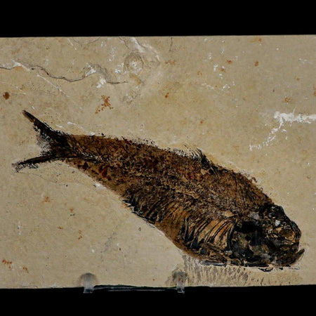 XXL 5.3" Knightia Eocaena Fossil Fish Green River FM WY Eocene Age COA & Stand