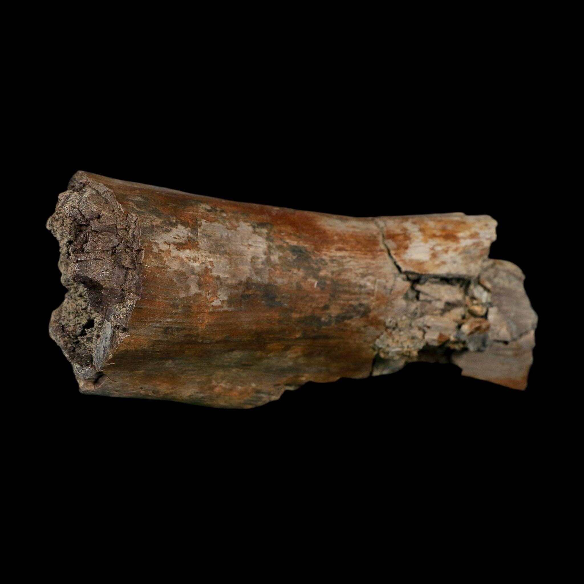 5.3" Corythosaurus Fossil Limb Bone Judith River FM Cretaceous Dinosaur Montana COA