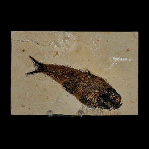 XXL 5.3" Knightia Eocaena Fossil Fish Green River FM WY Eocene Age COA & Stand - Fossil Age Minerals