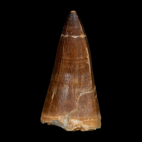 XXL 2.6" Mosasaur Prognathodon Fossil Tooth Cretaceous Dinosaur Era COA, Stand - Fossil Age Minerals