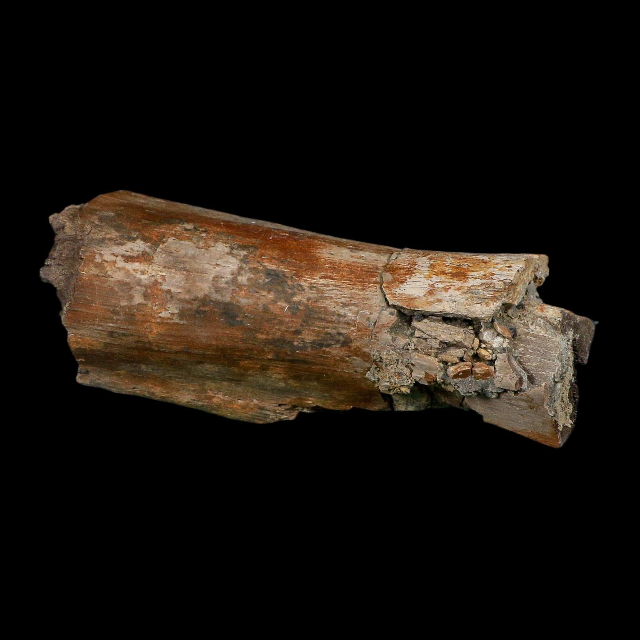 5.3" Corythosaurus Fossil Limb Bone Judith River FM Cretaceous Dinosaur Montana COA