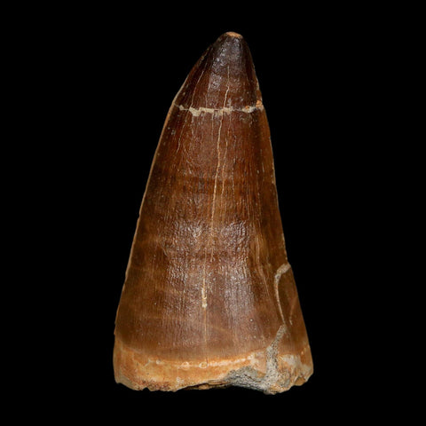XXL 2.6" Mosasaur Prognathodon Fossil Tooth Cretaceous Dinosaur Era COA, Stand - Fossil Age Minerals