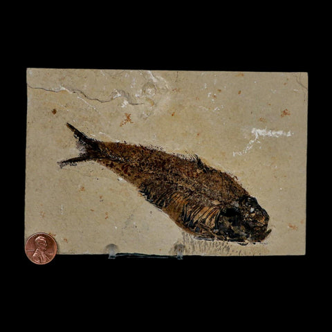 XXL 5.3" Knightia Eocaena Fossil Fish Green River FM WY Eocene Age COA & Stand - Fossil Age Minerals