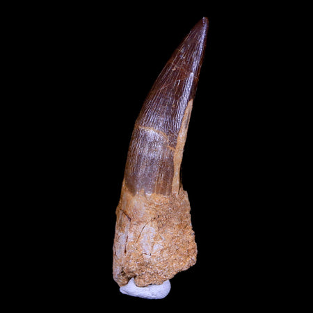 XL 2.5" Plesiosaur Zarafasaura Tooth Fossil Cretaceous Dinosaur Era COA, Stand