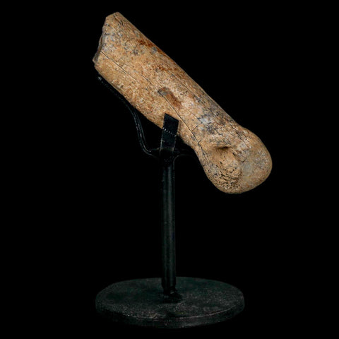 3.2" Dromaeosaurus Raptor Fossil Finger Bone Cretaceous Dinosaur Hell Creek MT COA - Fossil Age Minerals