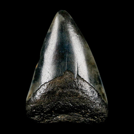 1.9" Quality Megalodon Shark Tooth Serrated Fossil Natural Miocene Age COA