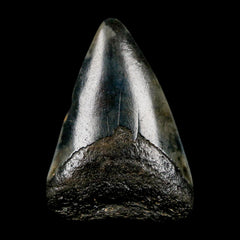 Megalodon Teeth