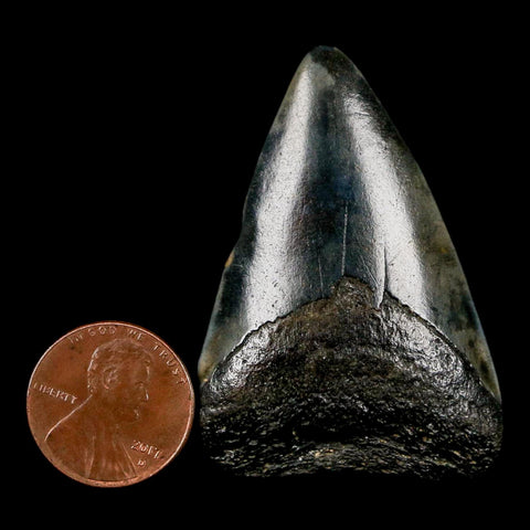 1.9" Quality Megalodon Shark Tooth Serrated Fossil Natural Miocene Age COA