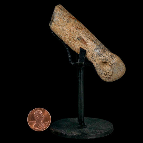 3.2" Dromaeosaurus Raptor Fossil Finger Bone Cretaceous Dinosaur Hell Creek MT COA - Fossil Age Minerals