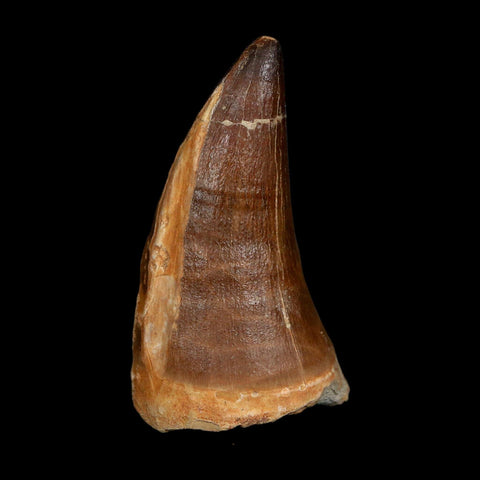 XXL 2.6" Mosasaur Prognathodon Fossil Tooth Cretaceous Dinosaur Era COA, Stand - Fossil Age Minerals