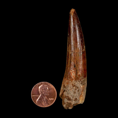 2.8" Spinosaurus Fossil Tooth 100 Million Years Old Cretaceous Dinosaur COA - Fossil Age Minerals