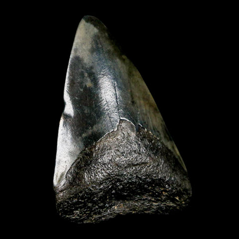 1.9" Quality Megalodon Shark Tooth Serrated Fossil Natural Miocene Age COA
