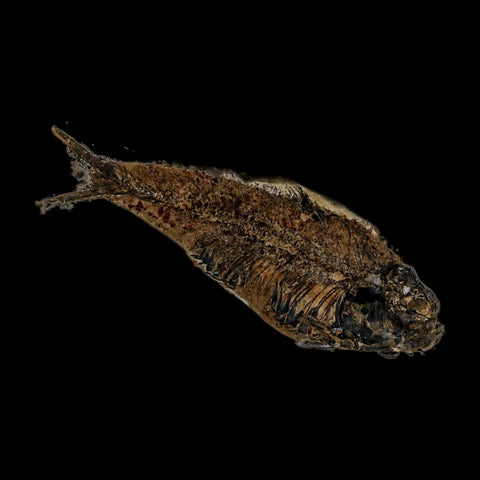 XXL 5.3" Knightia Eocaena Fossil Fish Green River FM WY Eocene Age COA & Stand - Fossil Age Minerals