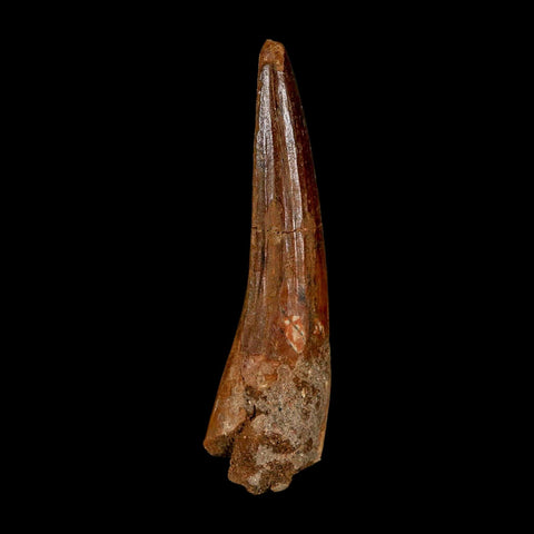 2.8" Spinosaurus Fossil Tooth 100 Million Years Old Cretaceous Dinosaur COA - Fossil Age Minerals