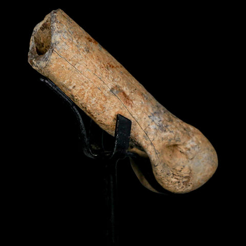 3.2" Dromaeosaurus Raptor Fossil Finger Bone Cretaceous Dinosaur Hell Creek MT COA - Fossil Age Minerals