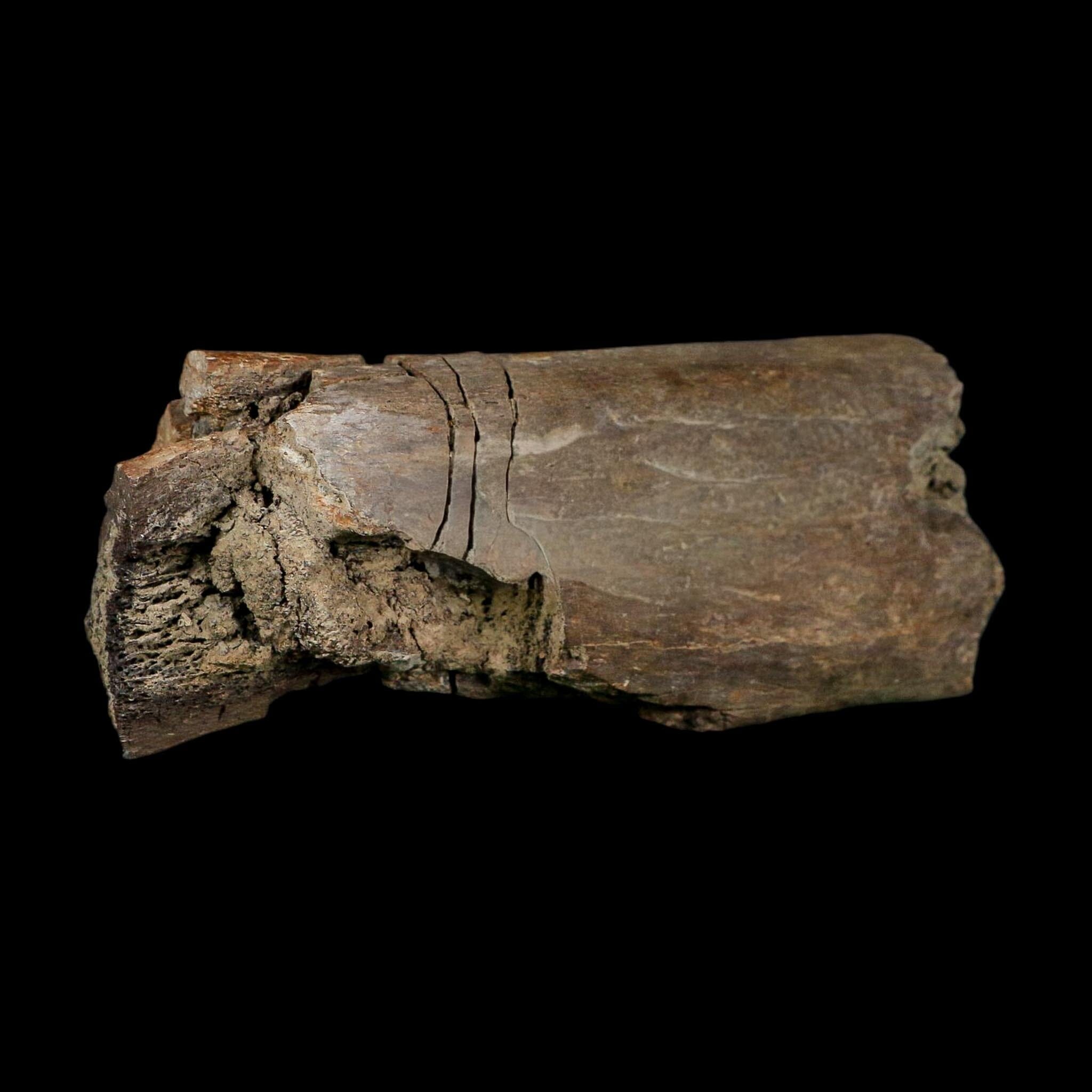 5.3" Corythosaurus Fossil Limb Bone Judith River FM Cretaceous Dinosaur Montana COA